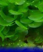 subwassertang3_2_2.jpg
