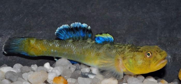 Chlamydogobius_eremius1.jpg