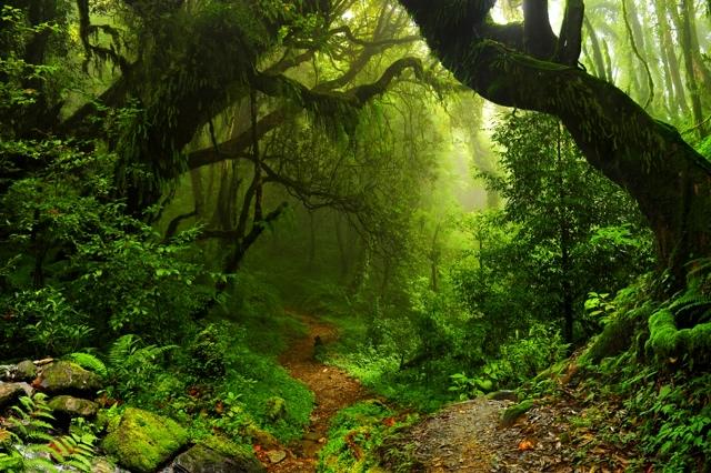 134999553--719008835_drzewa-las-natura.jpeg