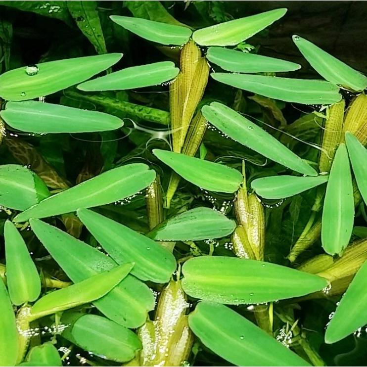 hygro-ma.jpg