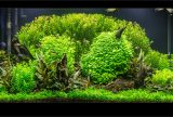 215l - Green Garden - mihow1979