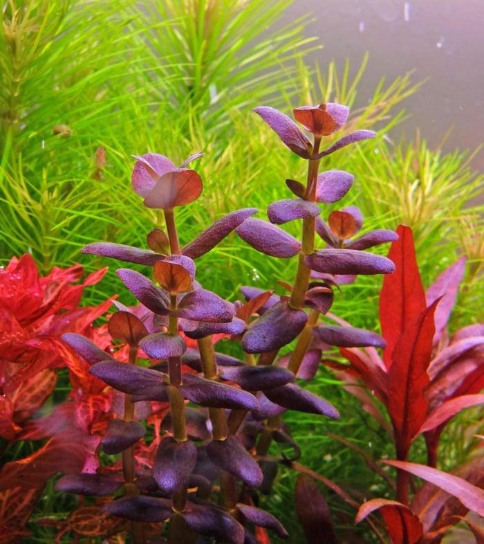 bacopa-salzmannii-purple2.jpg