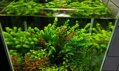 Re: 031l - Roślinniak