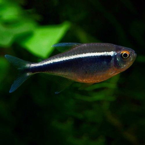 neon_czarny_hyphessobrycon_herbertaxelrodi_(1_szt)_odbior_osobisty-i-28447-1-500.jpeg