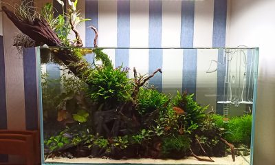 126l - Forest - joshua