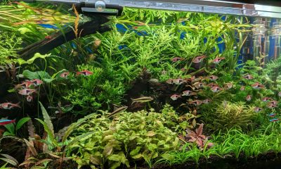 Akwarium Mid-Tech 240 l