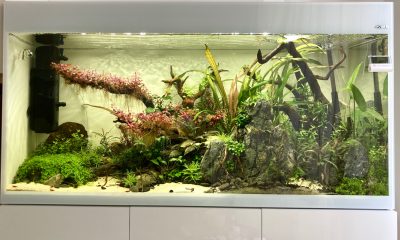 260l - Roślinne z krewetkami - Linao