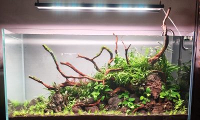 267l Verdant Volcano – Ryoboku