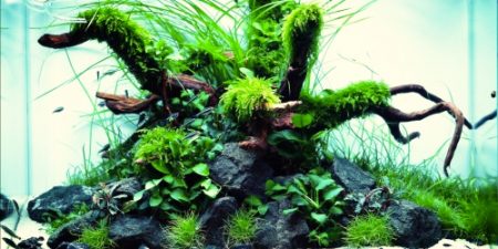 Aranżacje z Nature Aquarium Festival 2021